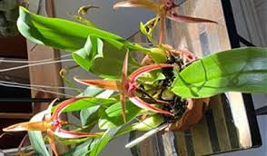 Image result for Bulbophyllum X chikukwa