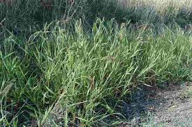 Image result for Setaria verticillata