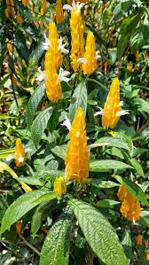 Image result for Pachystachys