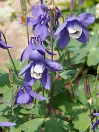Image result for Aquilegia flabellata ministar