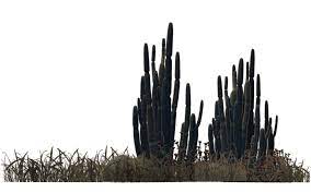 Pin De John Sankey Job En Plants Grass Plantas Del Desierto Imagenes De Cactus Cactus