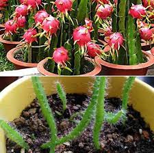 Dragon fruit can be propagated directly from the seeds in the fruit. Growing Dragon Fruit From Cuttings And Seed Gardening Tips