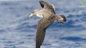 Image result for Dissotis caloneura