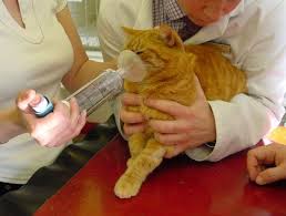Cats are not willing to share their vulnerability with us. Management Of Feline Diabetes Mellitus Veterinary Practice