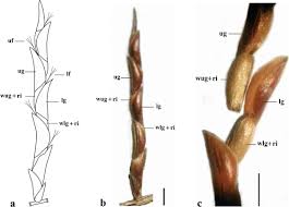 Image result for Alinula paradoxa