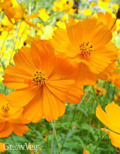 How to Keep Cosmos Blooming All Summer