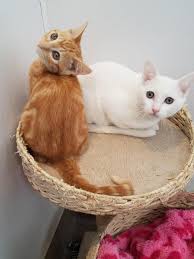 Your cat's high will pass, he's never had it before and cats sometimes eat strange stuff because their body is lacking something and they naturally know what they need. Two Kittens At The Shelter Yesterday Marmalade And Marshmallow Cats