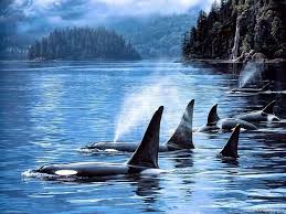 Check spelling or type a new query. Download Mobile Wallpaper Animals Landscape Sea Killer Whales Desktop Background