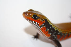 Argentine Black And White Tegu For Sale Canada Pin By Iwona Laczny On Frogs Chameleon Lizard Lizard Reptiles