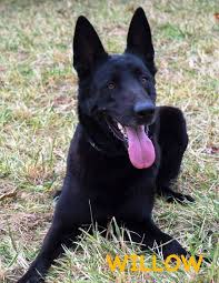 Sire is gr ch bonntymes keepn in real at devine, pt ( dam is mawrmyth vigilant valentina mika, pt, cgc, tt.… Www Wolfsbanek9 Com Black Belgian Malinois K9 Willow Malinois Puppies Belgian Malinois Puppies Black German Shepherd Puppies