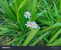 Image result for Eleutherine bulbosa