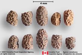 Image result for Commelina benghalensis