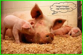 Maybe you would like to learn more about one of these? Makna Dan Arti Mimpi Tentang Babi Kamu Percaya Ekor9 Com Ekor9 Com