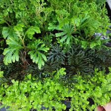 Image result for Selaginella tenerrima