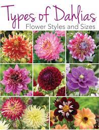 However, the most important word in that first sentence was can. Know Your Dahlias Flower Styles And Sizes Longfield Gardens Flowers Dahlia Flower Longfield Gardens
