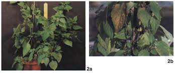 Image result for Solanum grossidentatum