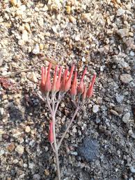 Image result for Kalanchoe rotundifolia