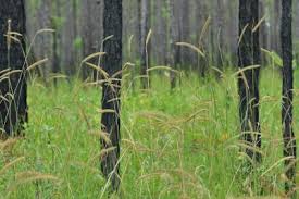 Image result for Ctenium