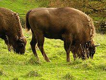 Wisent, aurochs, bison bonasus (noun) european bison having a smaller and higher head than the north american bison Wisent Wikipedia