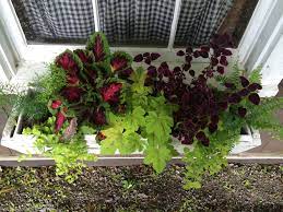 Just Planted My Window Box Asparagus Fern Kong Red Coleus Creeping Jenny Heuchera Trailing Coleus Boston Fern Asparagus Fern Heuchera Container Gardening