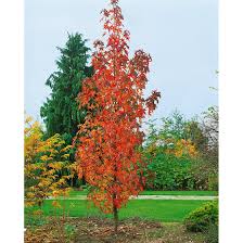 Der amberbaum (liqidambar styraciflua) bekommt auch ohne schnitt eine schöne pyramidenförmige krone. Liquidambar Styracifl Slender Silhouette Pflanzen Fur Dich De 24 95