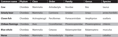 domain and kingdom chart bedowntowndaytona com