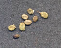 Image result for Acacia karroo