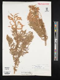 Image result for Acacia adenocalyx