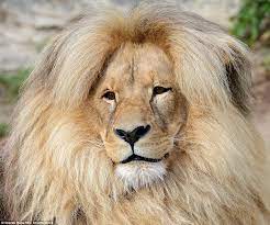 Lion S Bouffant Style Hair Makes It The Mane Attraction Memes De Animais Animais Lindos Fotos De Leao