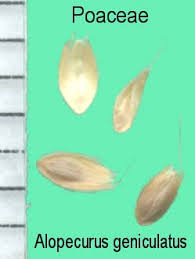 Image result for Cenchrus geniculatus