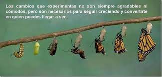 Transformacio Mariposa Butterfly Transformation Monarch Butterfly Migration Butterfly Metamorphosis
