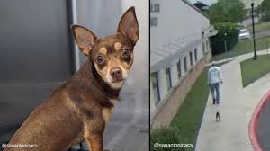 We are located at 1599 kenmore avenue, buffalo, new york 14217 Dog Dumped In Front Of San Antonio Animal Care Services Caught On Camera