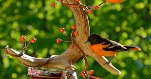 Https Www Etsy Com Shop Requestingflyby1 Backyard Birds Sanctuary Bird Garden Bird Feeders