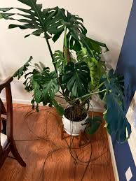 These leaves to the left are much deeper green and don't have a ton of  life. Do I need to prune them? They are the oldest leaves