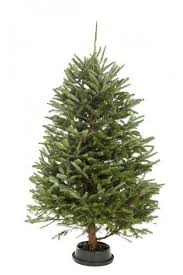 Christmas Tree Water Intake Why A Christmas Tree Is Not Drinking Christmas Tree Plant Trees To Plant Christmas Tree Water