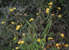 Image result for Pentanema indicum