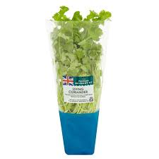 That is the rest of the story of cilantro, an herb with two equally useful parts. Morrisons Market St Living Coriander Morrisons