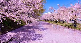 The word sakura can also be used as a name for women. 20 Sites To Enjoy Cherry Blossoms In The Japanese Countryside Tsunagu Japan