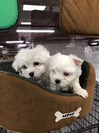 Maltese Terrier Yavrularimiz Maltese Terrier Yavrularimiz Kopek Kopekseverler Kopeksahiplendirme Kopekyavrusu Evcilhayvan E Dogs Maltese Dog Pictures