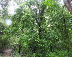 Image result for Gardenia resinifera