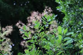 Che rende favorevole il loro sboccio. Lugano Al Verde