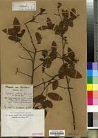 Image result for Xylopia collina