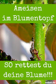 Ameisen Im Haus Selbst De Ameisen Im Haus Ameisen Ameisen Vertreiben