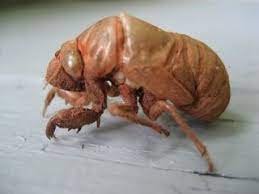 I have caught 4+ of every beetle in the game and have gotten models of the supposed most rare bugs in the game, and saw literally zero cicada shells so far. Searching For Cicada Shells Psychology Today