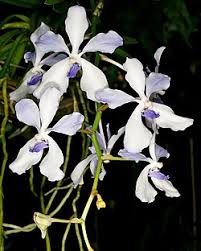 Image result for Vanda coerulea
