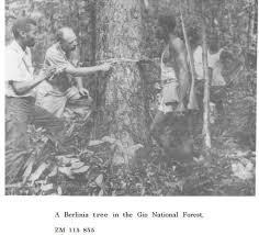 Image result for Syzygium rowlandii