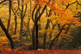 Hutan musim sama dengan hutan luruh daun. Temperate Forests Are Mild Climate Forests