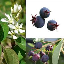 Image result for Amelanchier ovalis