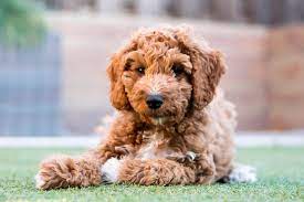 44 Types Of Poodle Mixes Which Poodle Cross Breed Is Right For You Poodle Mix Poodle Mix Breeds Doodle Dog