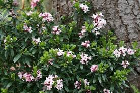 Image result for Synandrodaphne